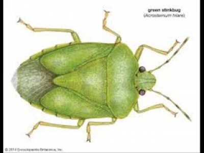stinkbug_slideshow_0001.wmv