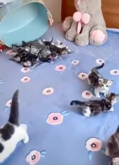Release all the kittens!!