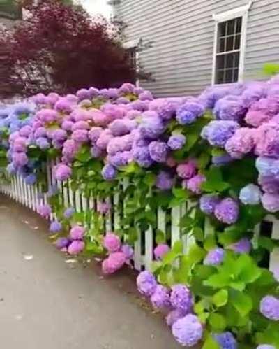 Горте́нзия (лат. Hydrángea) — род цветковых растений семейства Гортензиевые, завезены в Европу в начале XIV века для зажиточных слоев, в основном Англии и Франции. Изначально насчитывалось 2 вида: белые и алые.