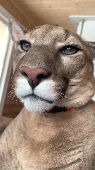 It’s been done, ladies and gentleman. :o