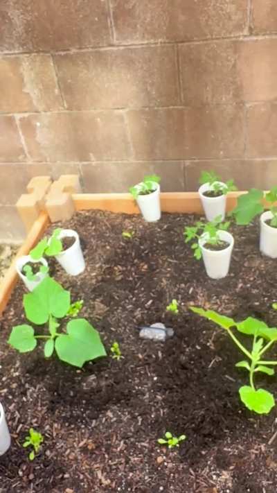 Week 3 Clueless Gardener Update. What are these plants and who’s eating them!?