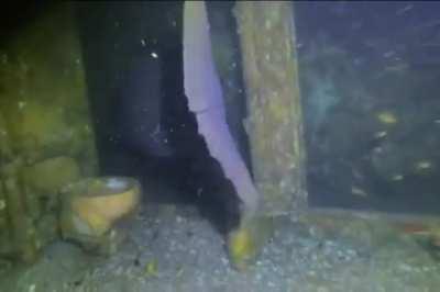 🔥 A massive grouper (toilet on the left for scale)