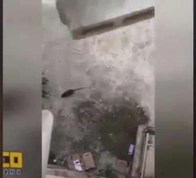 (CTTO) The darkess umor that i ever find in internet... RIP rat