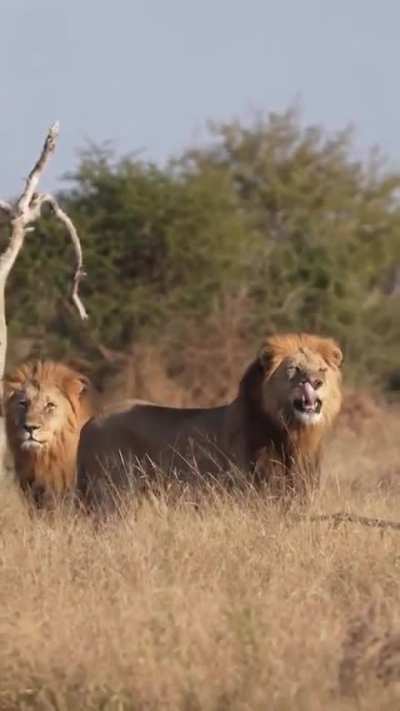 Where they walk, silence follows. Addo and Matata two kings whose strength and bond shape the land they rule👑🦁🦁