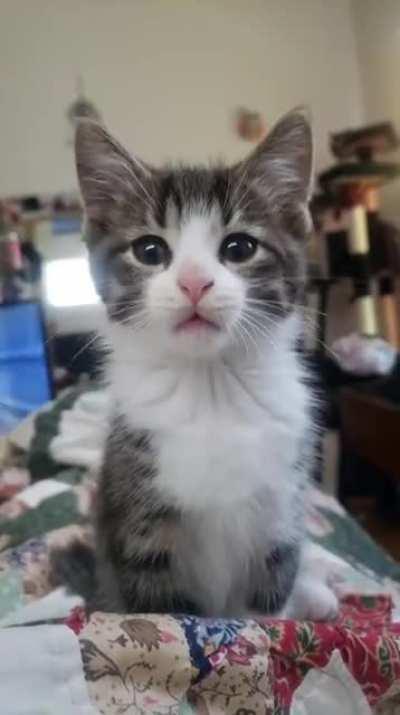 8 week old Halo knows it's almost his naptime ❤