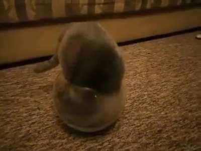 Cats are non-newtonian fluid