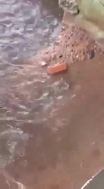 Mother Rat trying to save her baby risking own life