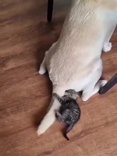 Wunk Fighting A Mosnter