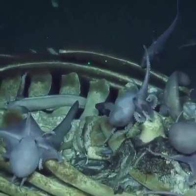 What nightmares are made of