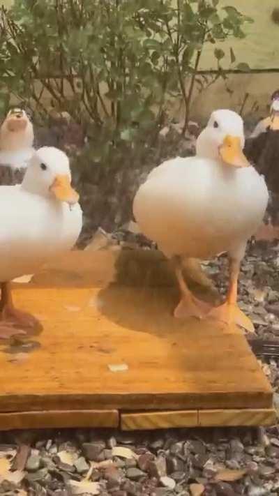 Watering ducks

