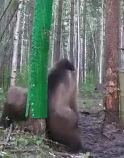 Reminds me of Yikes…