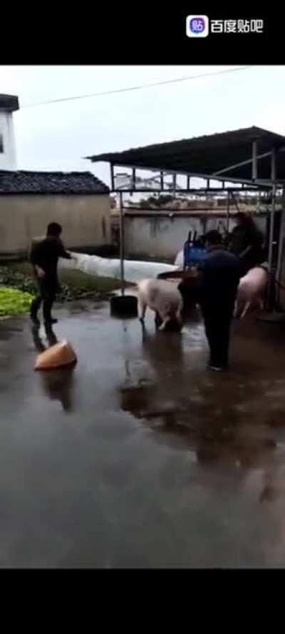 救助同类的义猪