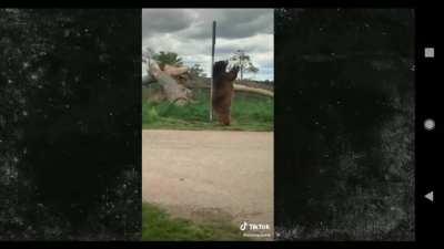 Boujee Pole-Dancing Bear