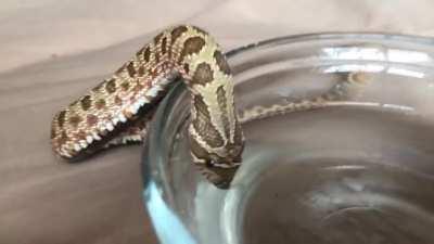 It's Adorable When A Snake Drinks Water!