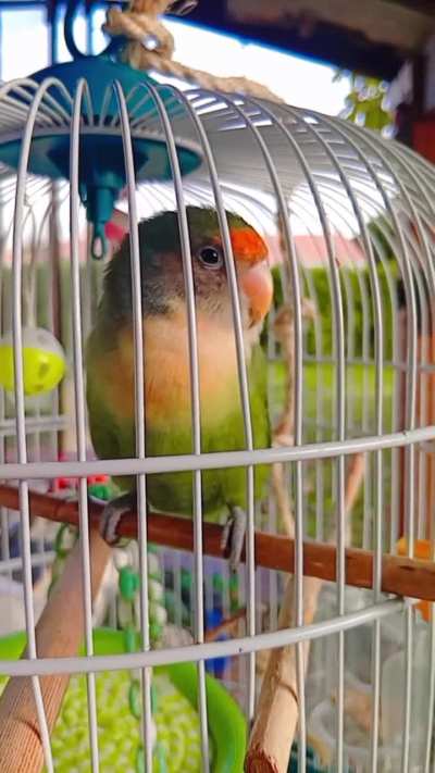 Inseppparable roseicolis