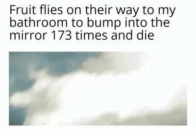 No fruit there tard fly