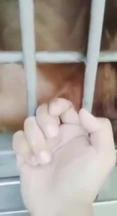 Monke is friendly... Wait