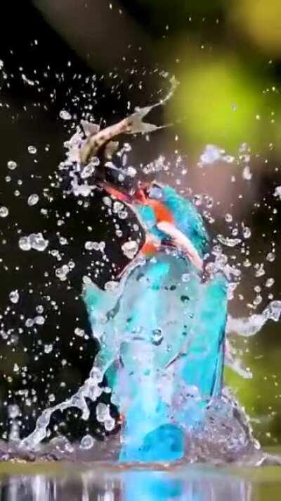 The way it rises from the water.