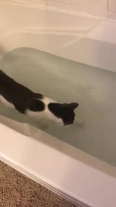Huh. George is a water cat
