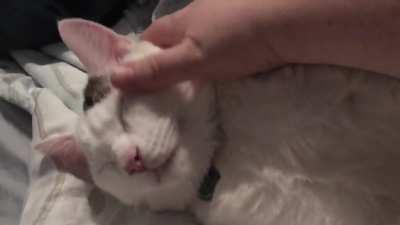 Bean can’t purr, but sometimes I get a happy snorfle