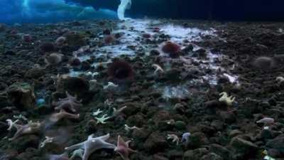 🔥 An underwater icicle, The Brinicle (or ‘finger of death’), that freezes everything in its path 🔥