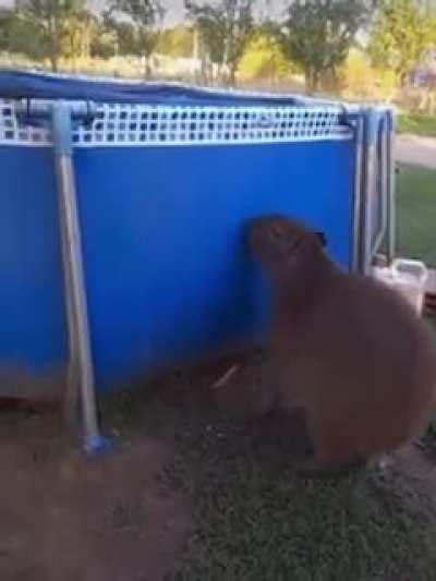 mighty capybara jump!