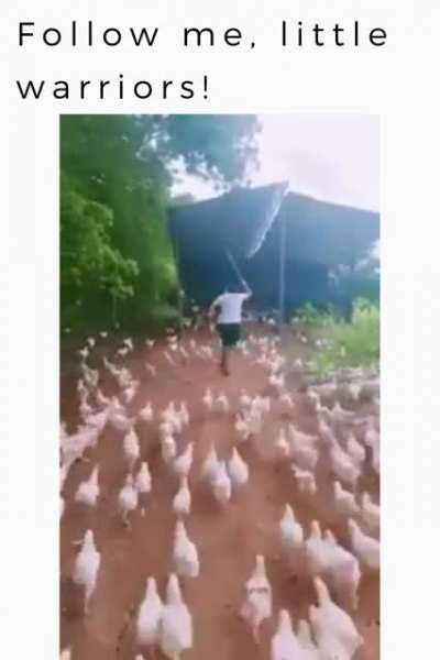 look at all those chickens