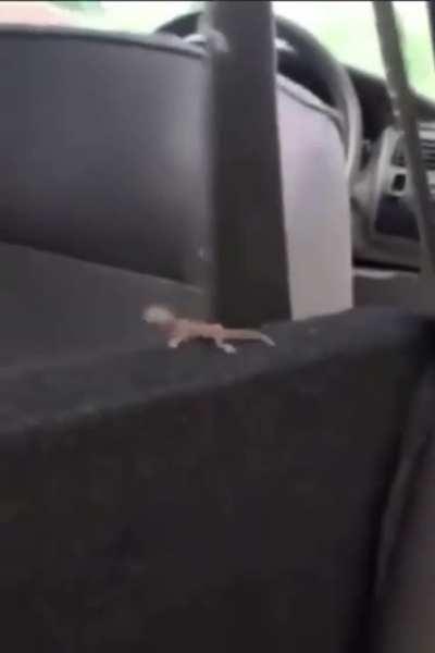 Always wear your seatbelt, kids