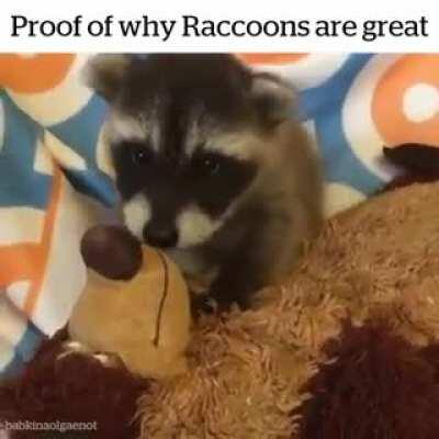 Trash pandas are the bestest