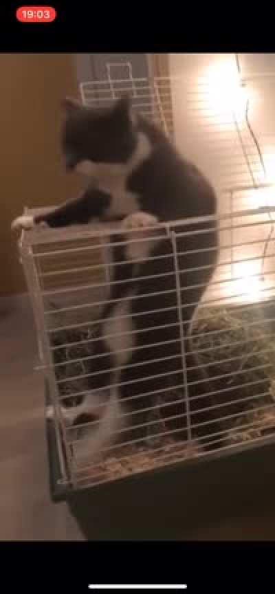cat: why did i get in the darn hamster cage