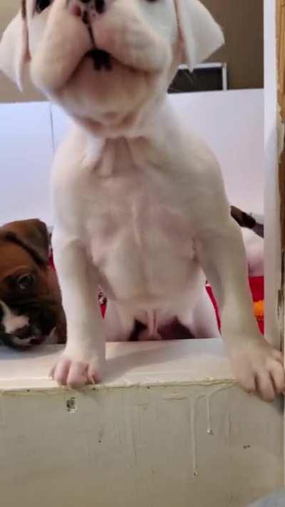 This is Tyson. He needs ALL of the attention lol 🐶💙