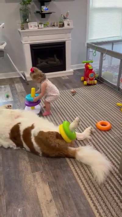 Surely the goodest dog