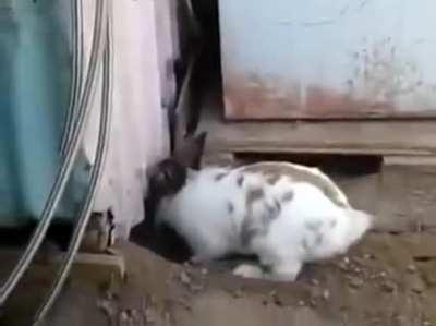Bunnies are such smart and caring creatures, thought this belonged here as well