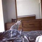 The moment he discovers he has ears