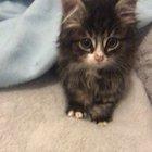 Smol illegal workers, caught kneading dough