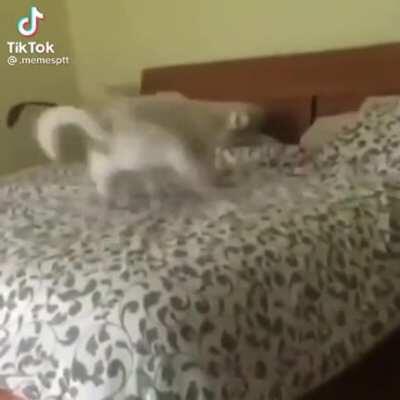 What a cute dog.. NOOO