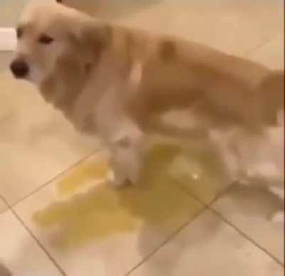 MAAAAA THE DOGS PISSIN AGAIN