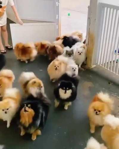 Pomeranian Parade