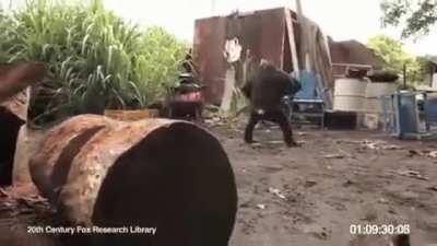 The monke revolution has begun