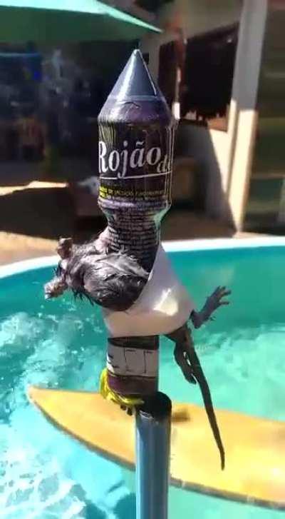 Volta do planeta 😎