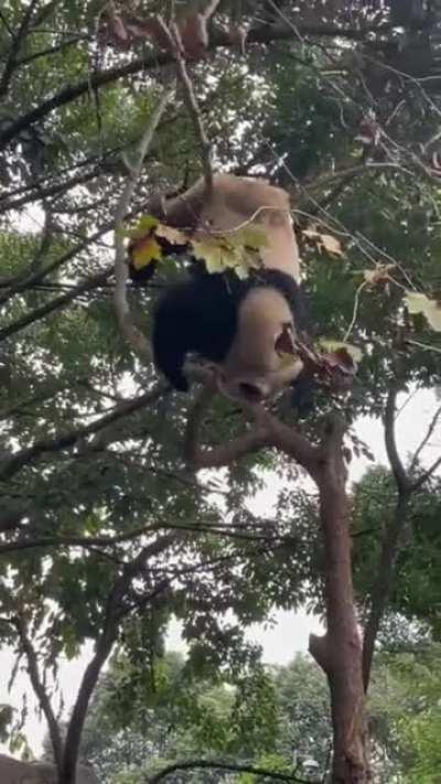 More reasons why giant pandas were once endangered species