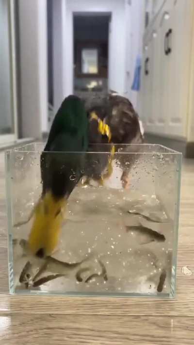 How many fish can a duck eat in 90 second?