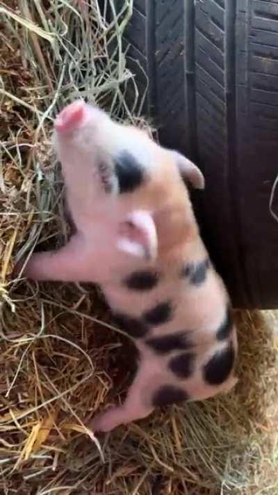 PIGGY SCRATCHES ITSELF INTO A NAP
