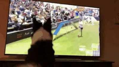 Kirk the Border Collie, watching herself win the Purina Pro Challenge