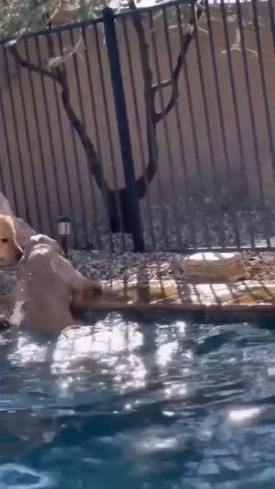 Gracefully caught the ball, but…