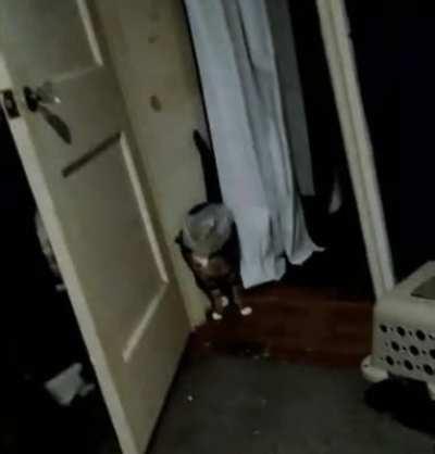 Dork tried getting into my cheese crackers.