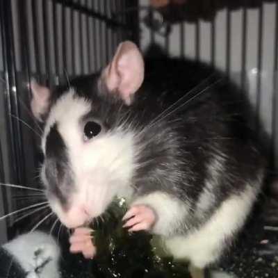 Beans enjoying some seaweed! Her favorite!