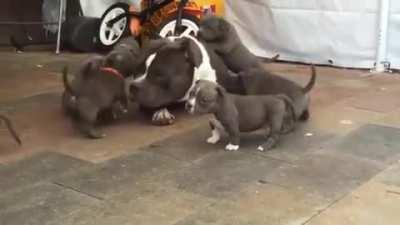 A proud dad playing with his pups