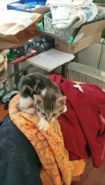 hungry mischievous kitten