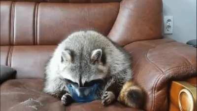 Trashpanda Dinner